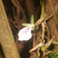 Elettaria cardamomum (L.) Maton